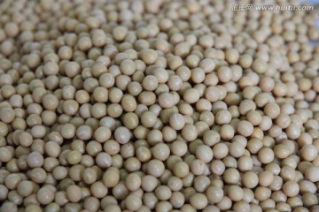 豆子