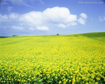 油菜花