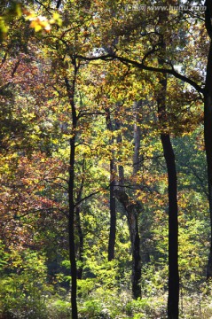 树林里的秋树