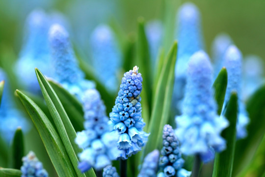 蓝色的花