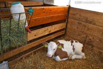 小牛在谷仓
