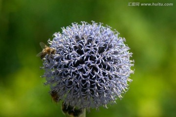 蜜蜂在漏芦