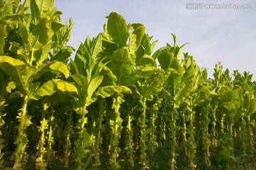 烟草种植园