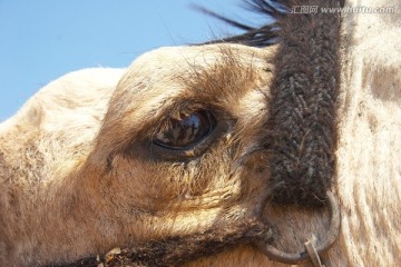 骆驼眼