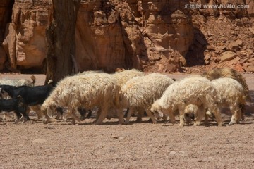 沙漠中的绵羊