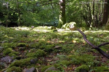 苔藓林