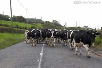 乡村公路上的奶牛