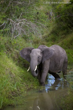 大象走水边