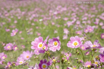 格桑花