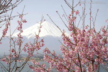 樱花