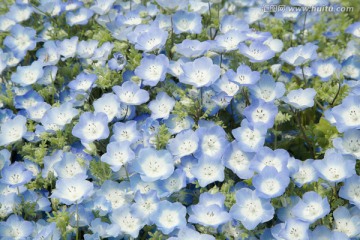 花田