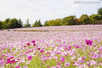 花田