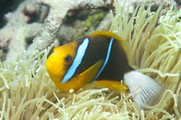 海底生物