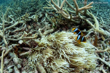 海底生物