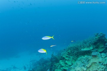 海底生物