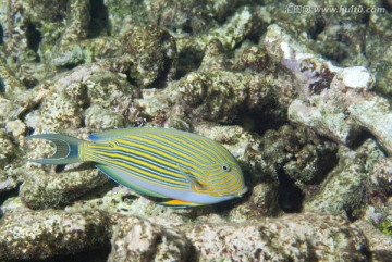 海底生物