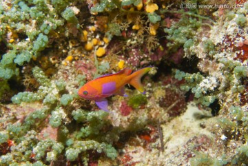 海底生物