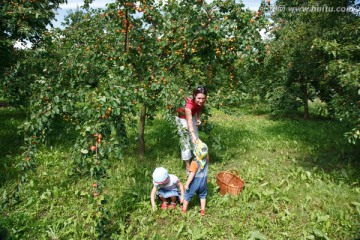 在果园里采摘杏子