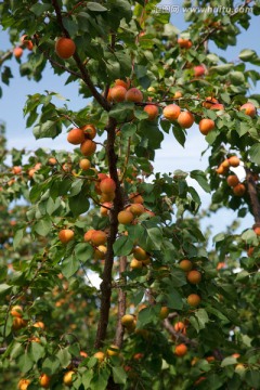 瓦豪杏树