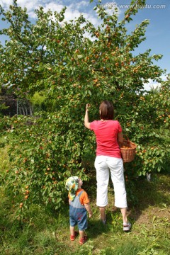 在果园里采摘杏子