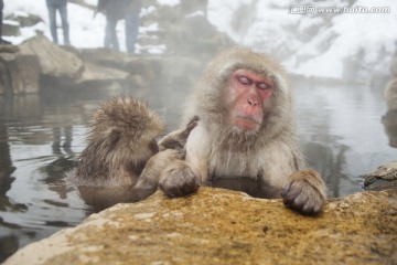 猴子泡澡
