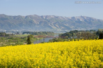 饭山油菜花