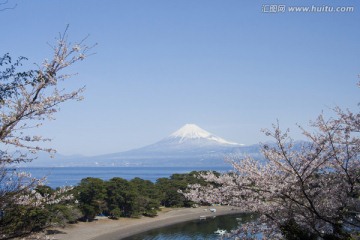 富士山和樱花