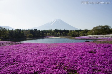 富士山和夹竹桃