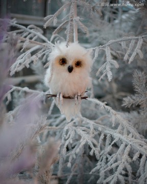 树上的雪猫头鹰