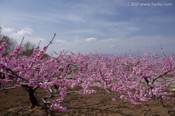 梅花