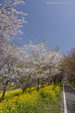堤公园樱花