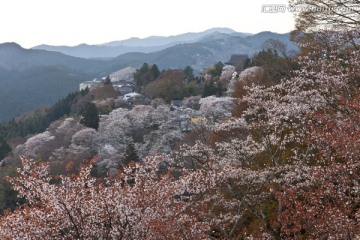 吉野樱花