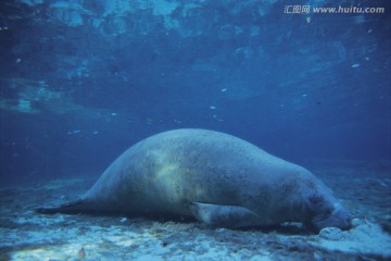 海底生物