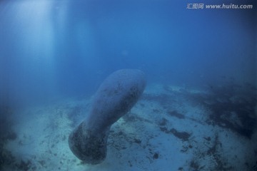 海底生物