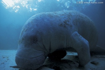 海底生物