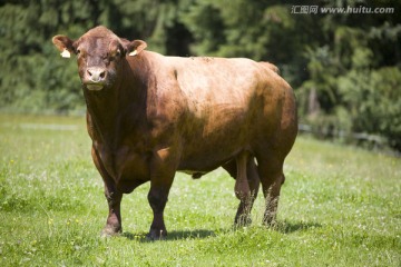 牧场上的棕色公牛