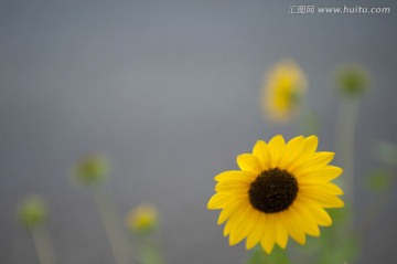 美丽花朵