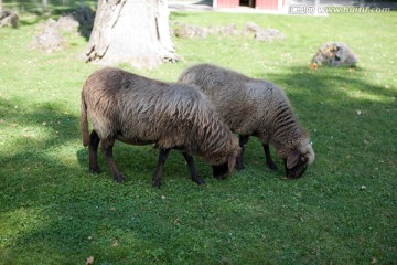 两只羊吃草