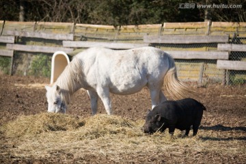 白色小马和黑色小猪