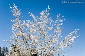 冬季景观树