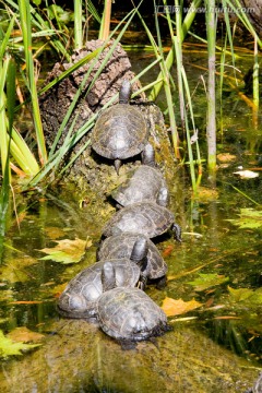 欧洲池龟