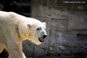 北极熊Ursus m
