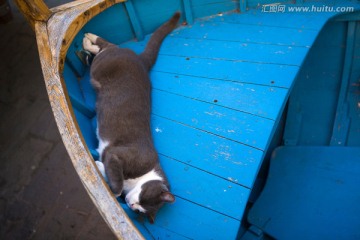 猫在划艇