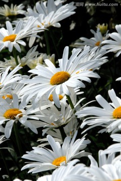 玛格丽特白色花