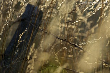 铁丝网和草