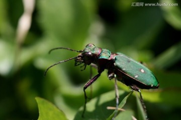 绿色虎甲虫