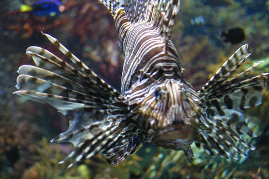 水族馆热带鱼