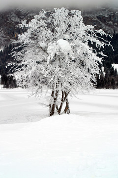 冰冻的树木，布莱德湖