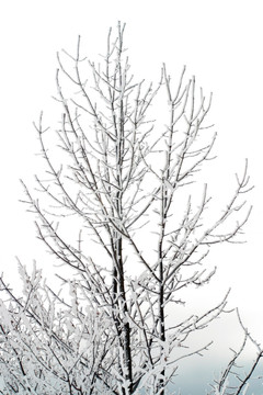 冰冻的树木，布莱德湖
