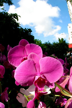  花卉市场 